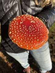 Amanita muscaria