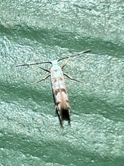 Argyresthia oreasella