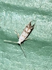 Argyresthia oreasella