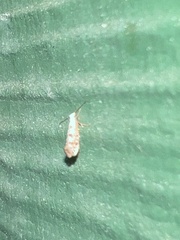 Argyresthia oreasella