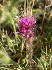 Castilleja exserta exserta