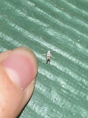 Argyresthia oreasella