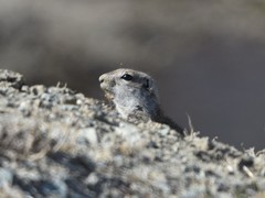 Urocitellus undulatus