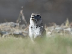 Urocitellus undulatus