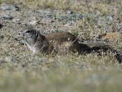Urocitellus undulatus