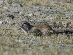 Urocitellus undulatus