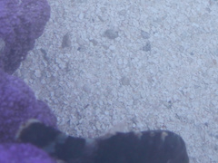 Cheilinus trilobatus