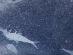 Mulloidichthys flavolineatus