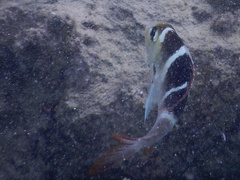 Monotaxis grandoculis