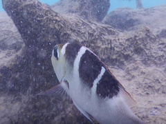 Monotaxis grandoculis