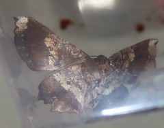 Polyacme subpulchra