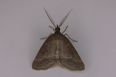 Chlenomorpha sciogramma