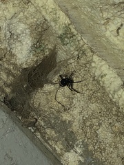 Latrodectus hesperus