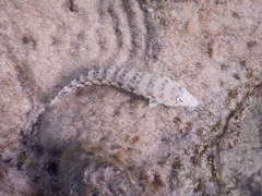 Parapercis millepunctata