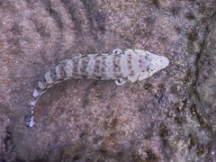 Parapercis millepunctata