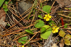 Viola orbiculata