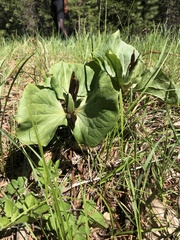 Trillium kurabayashii