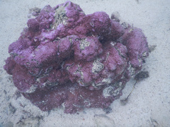 Montipora flabellata