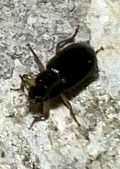 Stenolophus ochropezus