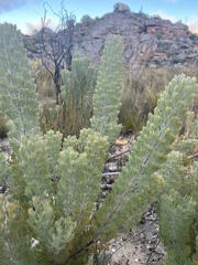 Paranomus tomentosus