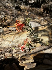 Anisacanthus linearis