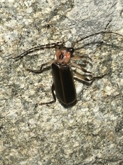 Podabrus basillaris