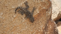 Ptyodactylus puiseuxi
