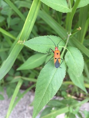 Dysdercus cingulatus