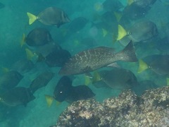 Mycteroperca rosacea