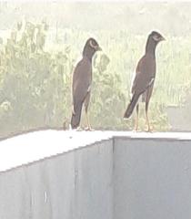 Acridotheres tristis