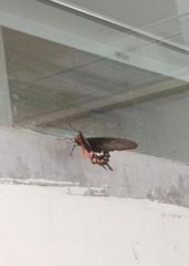 Pachliopta aristolochiae