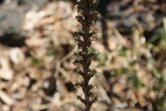 Sarcoglottis schaffneri