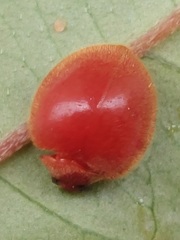 Chilocorus circumdatus