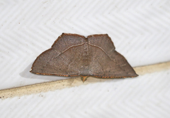 Plesiomorpha flaviceps