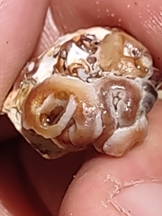 Dendropoma gregarium