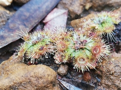 Drosera platystigma