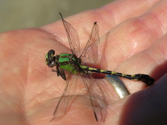 Ophiogomphus carolus