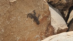 Ptyodactylus puiseuxi