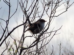 Malurus splendens splendens