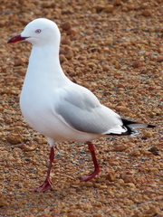 Chroicocephalus novaehollandiae novaehollandiae