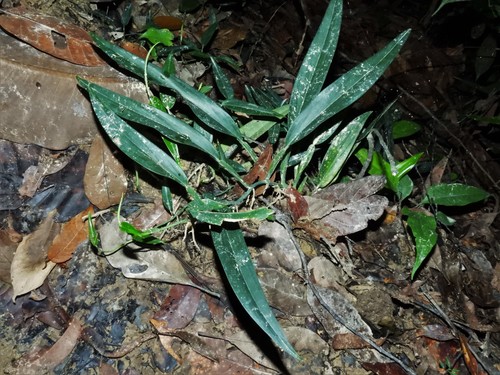 Scindapsus hederaceus, photograph 1