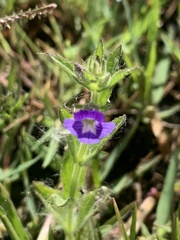 Stemodia durantifolia