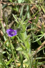 Stemodia durantifolia