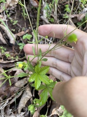 Ranunculus micranthus