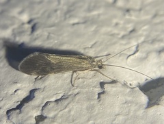 Hydropsychoidea