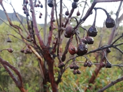 Eucalyptus decurva