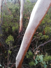 Eucalyptus decurva