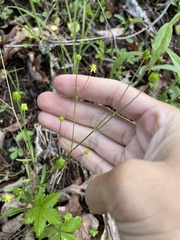 Ranunculus micranthus