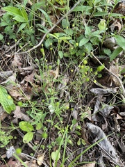 Ranunculus micranthus