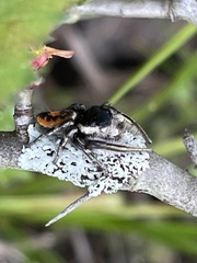 Phidippus insignarius